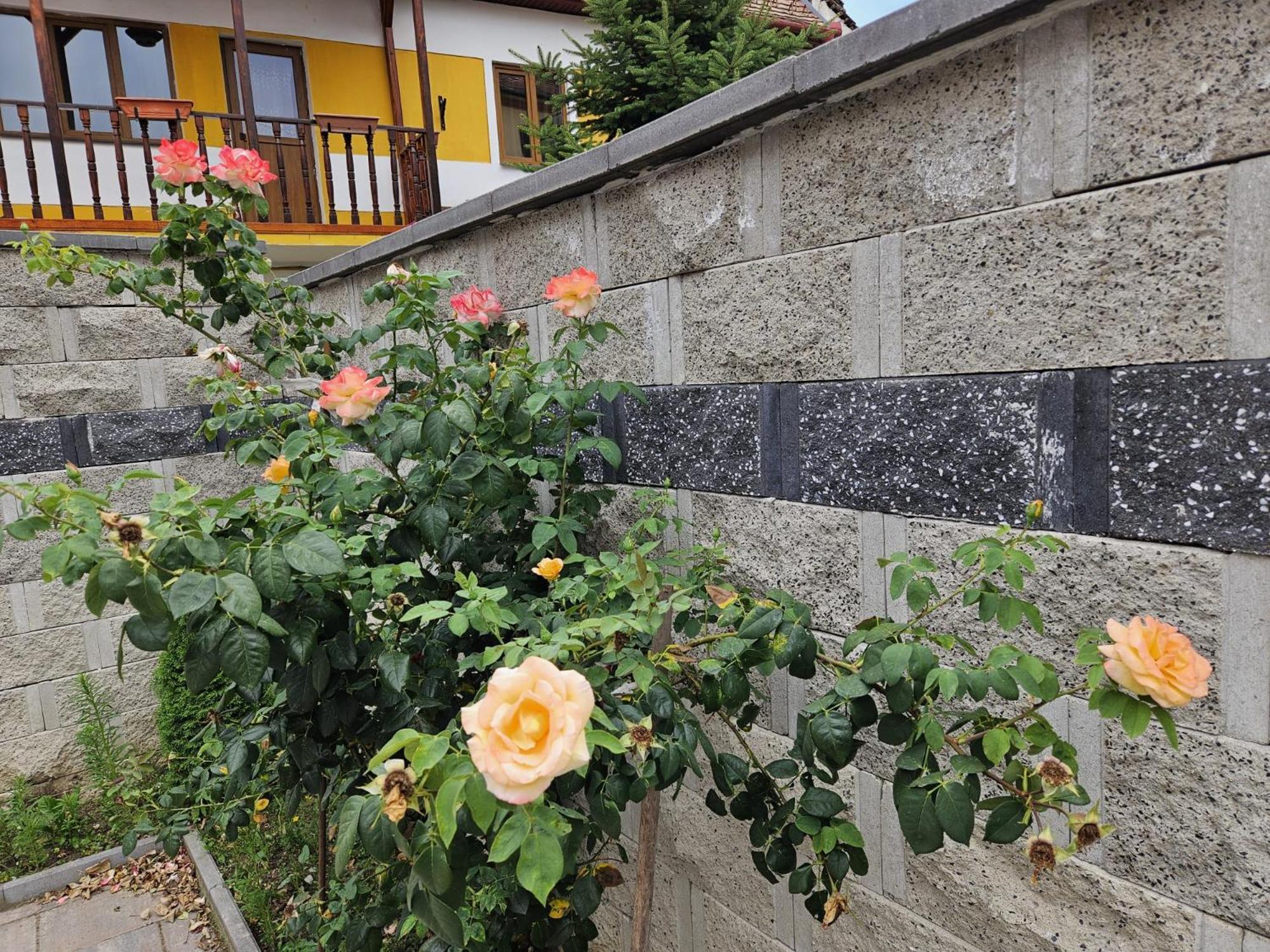 Casa Raduly - Apartament Demisol Sibiu Exterior photo